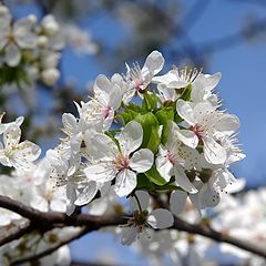 photo "Cherry Blossom"