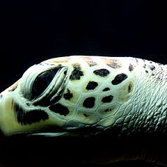 фото "i - the turtle"