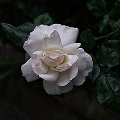 фото "***"