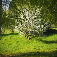 фото "Мгновение весны"