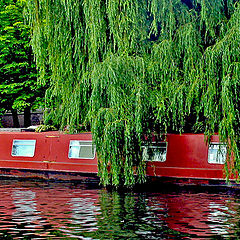 photo "Weeping Willow"