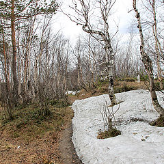 фото "Майский снег"