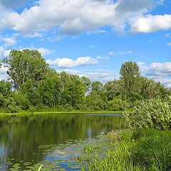 photo "Summer. July."