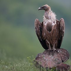 фото "Gyps fulvus"