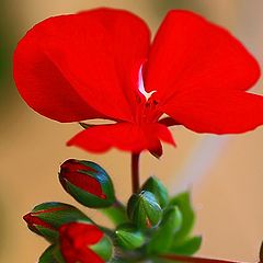 photo "Geranium And Buds"