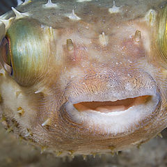 фото "Pufferfish"