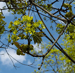 photo "Maple flowers"