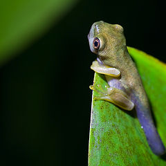 photo "Soon become a frog ..."