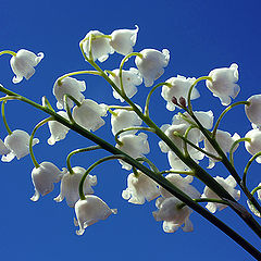 photo "Porcelain bells"