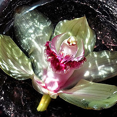 фото "Звездная орхидея"