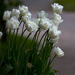 photo "In anticipation of the sun."