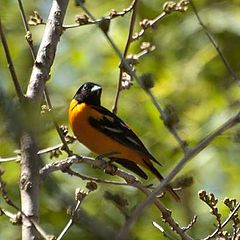 фото "Oriole"