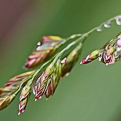 photo "Wet Grass"