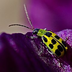 photo "Beetle On Iris"