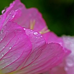 photo "Pink Bowl"