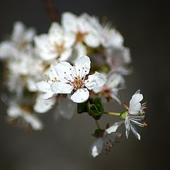 фото "Cherry Blossom"