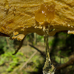 photo "A drop of resin"