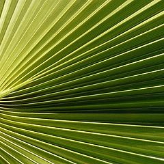 фото "Green fan"