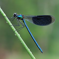 photo "Calopteryx Splendens"