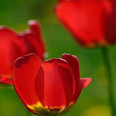 photo "Tulips"