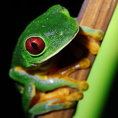 photo "Beauty frog"