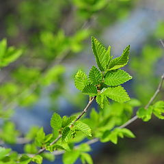 photo "Simply Spring"