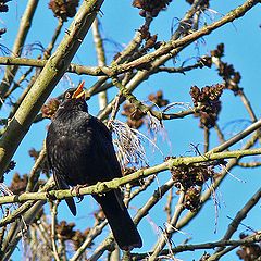 фото "Blackbird Sing"