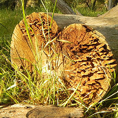 фото "Mushroom Heart"