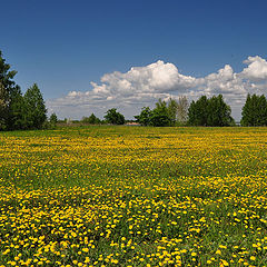 фото "Цветение"