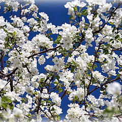 фото "Яблонь белых цвет..."