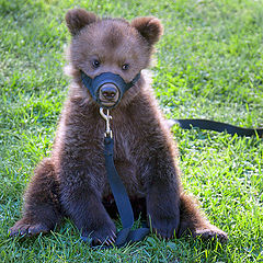 photo "sad small bear"