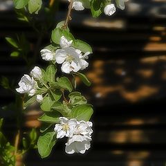 photo "Blossom"
