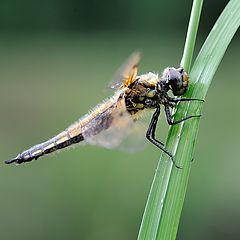 photo "Dragonfly along the river"