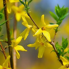 фото "Форзиция"