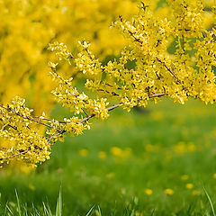 фото "Весна рисует желтым"