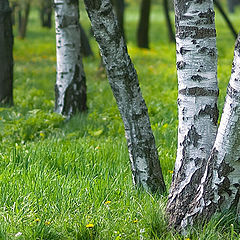 фото "Березкины ножки"