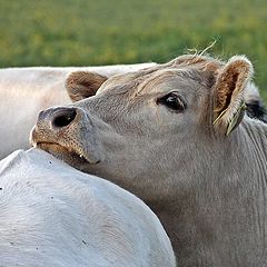 photo "Cow with tenderness"