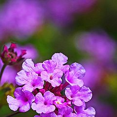 photo "Lantana Garden"