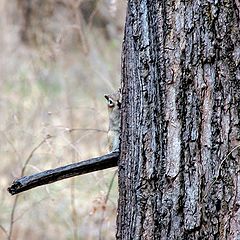 фото "- Мы с тобой одной крови..."