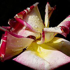 фото "Rose petals"