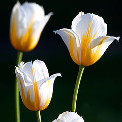 photo "Tulip quartet"