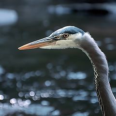 photo "Fishing"