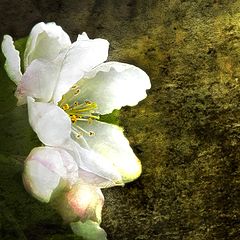 photo "Apple blossoms light"