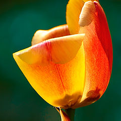 фото "Увядающий тюльпан"