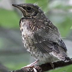 фото "Thrush. Nestling."