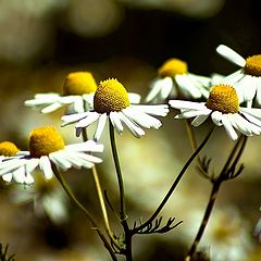 photo "daisy"