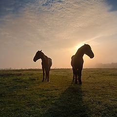 фото "На заре туман и кони"