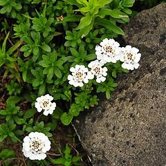 photo "Flowers on the stone"