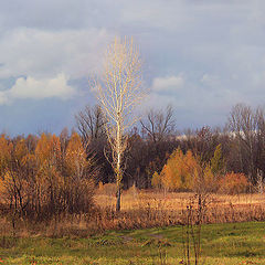 photo "Handsome young poplar."