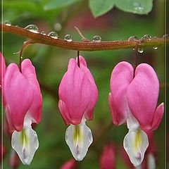 photo "After rain. Three."